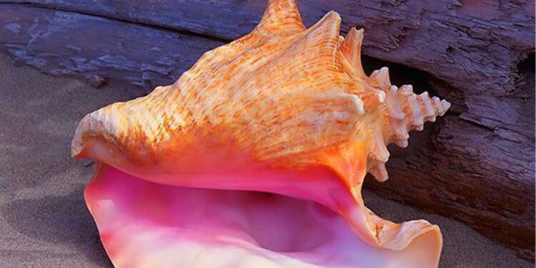 The pearlescent queen of conch