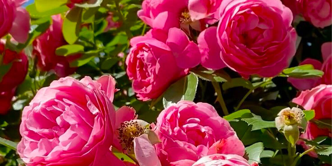 Journées de la Rose 2026 : trois jours au cœur du plus grand rendez-vous floral de Chaalis
