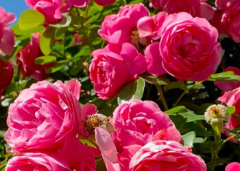 Journées de la Rose 2026 : trois jours au cœur du plus grand rendez-vous floral de Chaalis