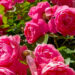 Journées de la Rose 2026 : trois jours au cœur du plus grand rendez-vous floral de Chaalis