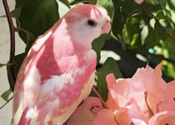 Le rose chez les animaux