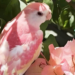 Le rose chez les animaux